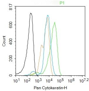 Anti-Pan Cytokeratin Polyclonal Antibody 2