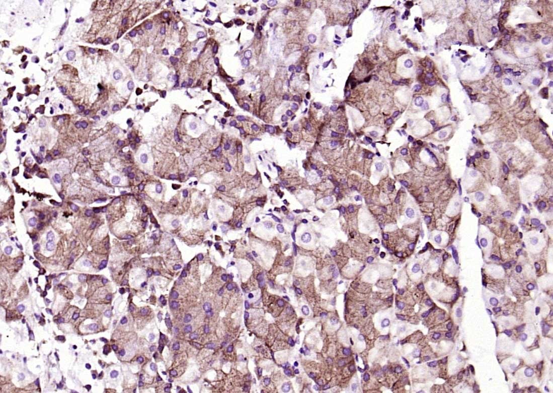 Anti-PEPT1 Polyclonal Antibody