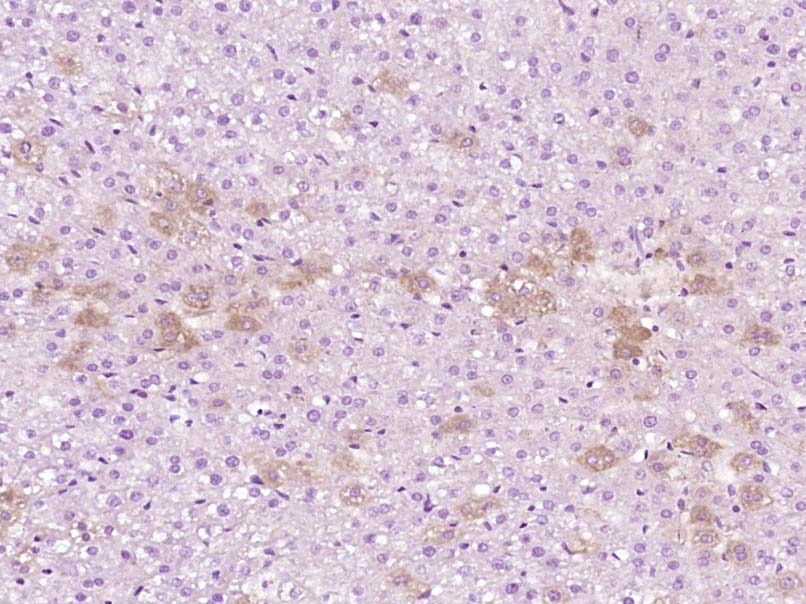 Anti-Phospho-Cofilin (Ser3) Polyclonal Antibody