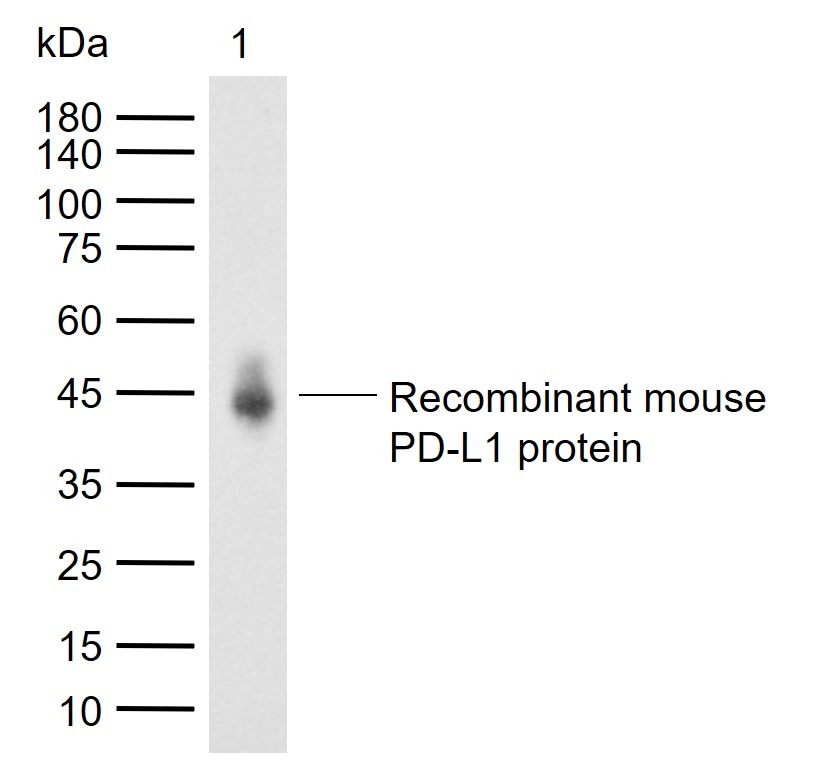Anti-PD-L1 Polyclonal Antibody 2