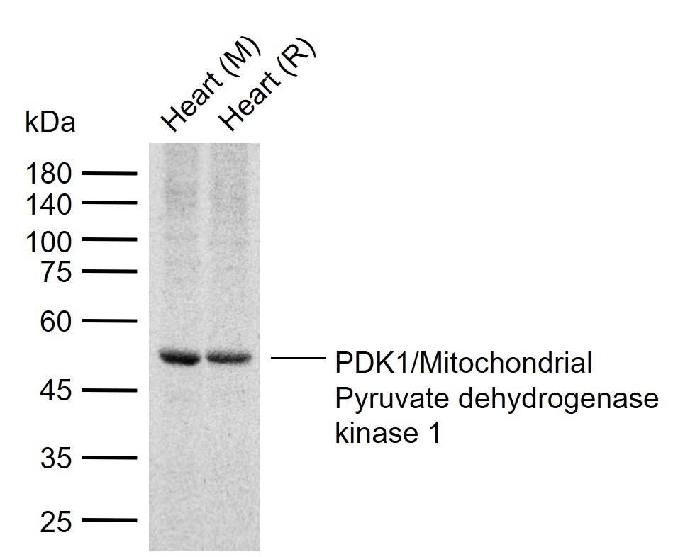 Anti-PDK1 Polyclonal Antibody