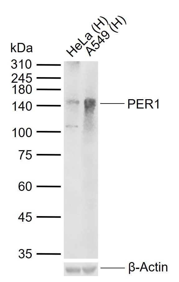 Anti-PER1 Polyclonal Antibody
