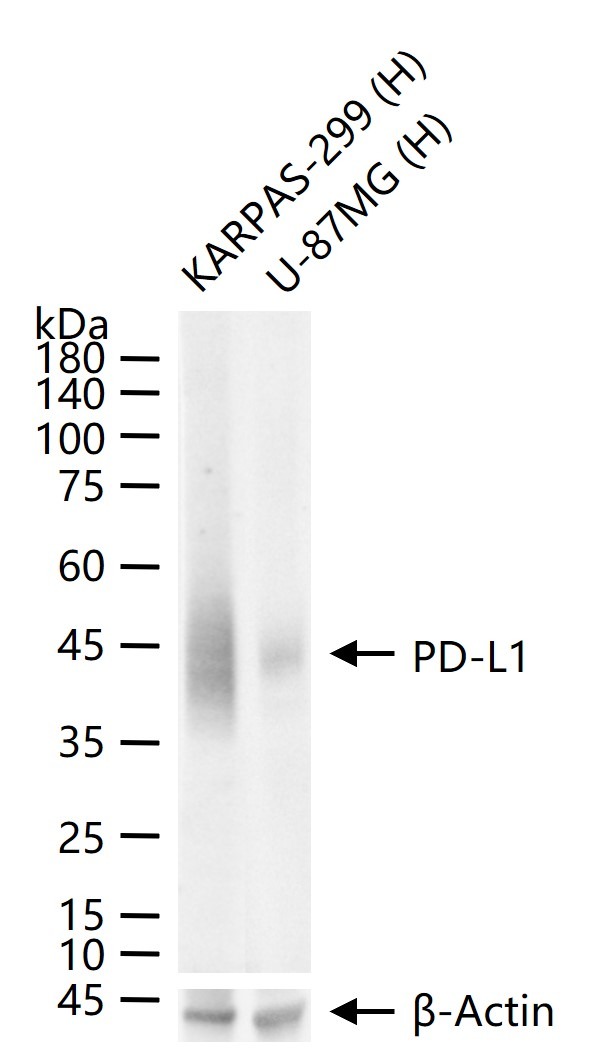 Anti-PD-L1 Antibody (2Z518)