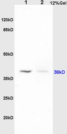 Anti-PAFR/PAF Receptor Polyclonal Antibody