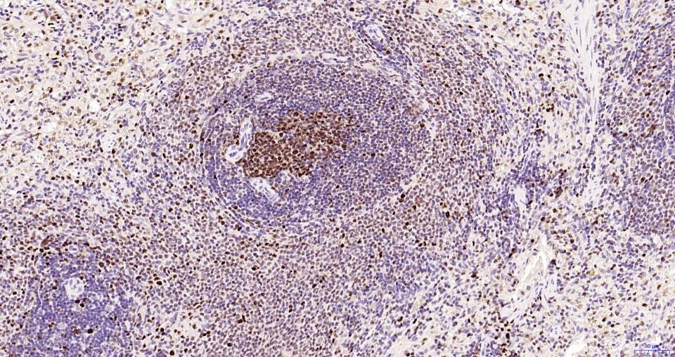 PCNA Nuclear Loading Control Polyclonal Antibody
