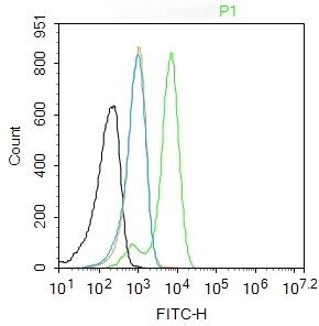 Anti-PAX6 Polyclonal Antibody