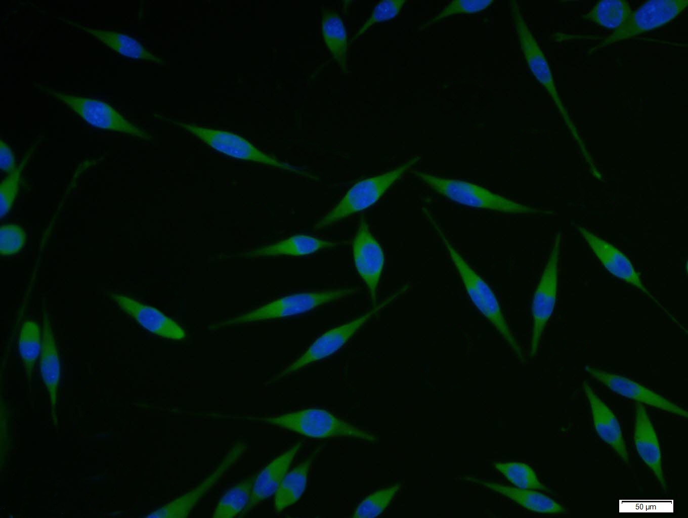Anti-PCSK9 Polyclonal Antibody