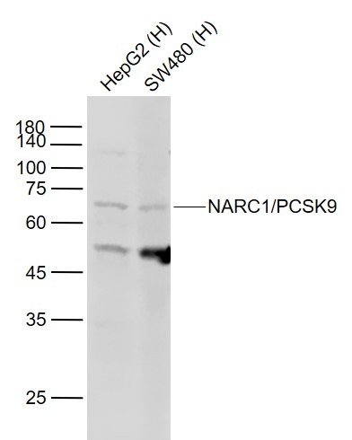 Anti-PCSK9 Polyclonal Antibody