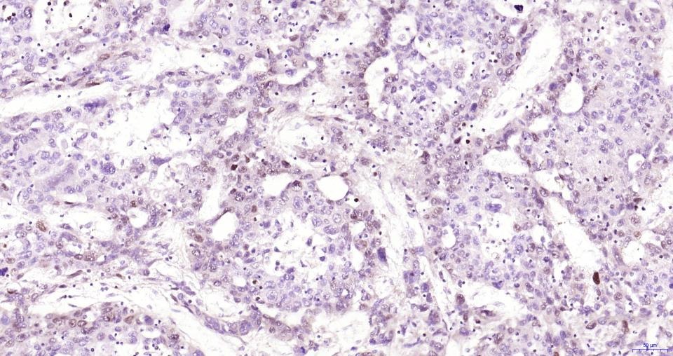 PCNA Nuclear Loading Control Polyclonal Antibody