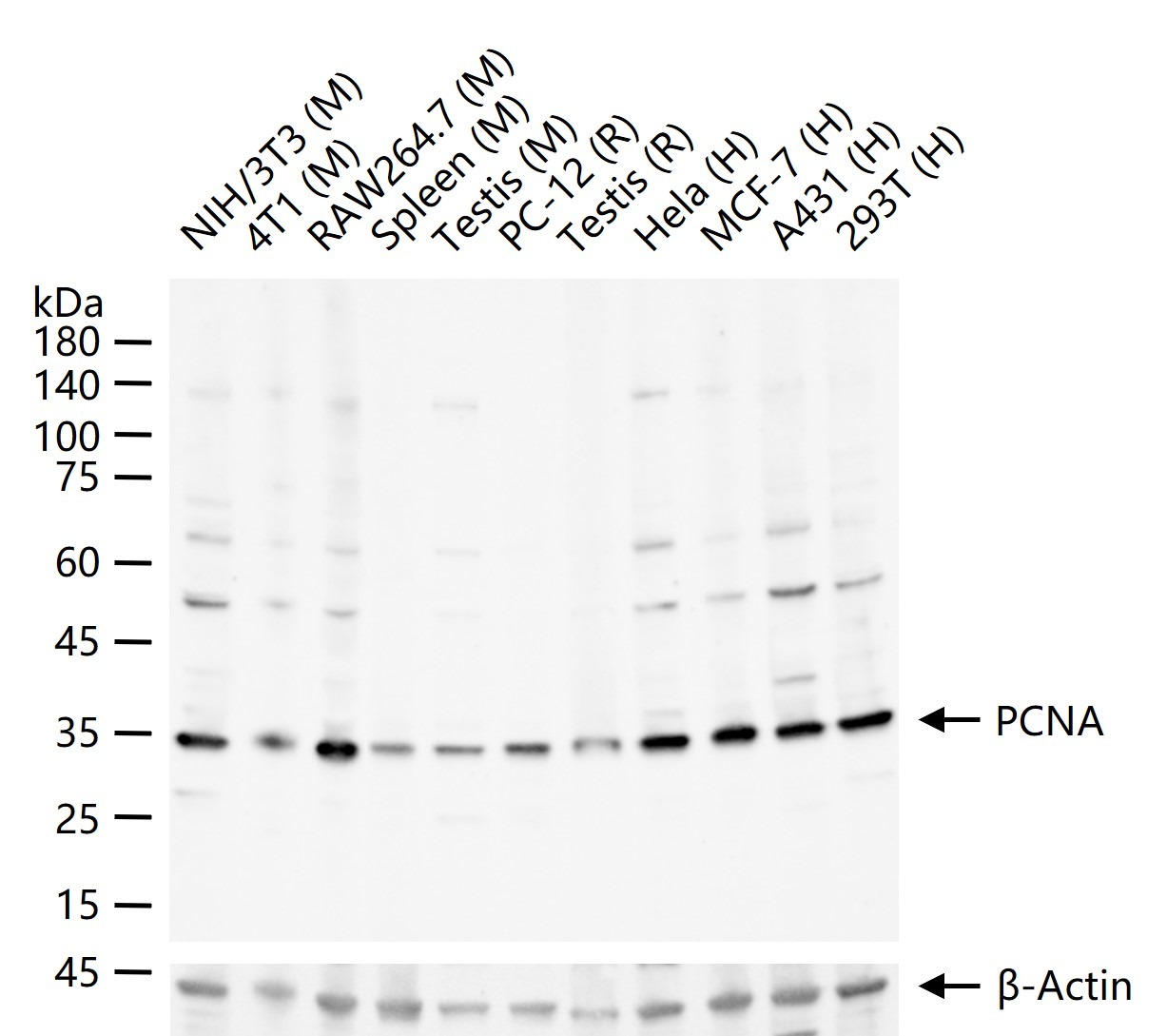 PCNA Nuclear Loading Control Polyclonal Antibody