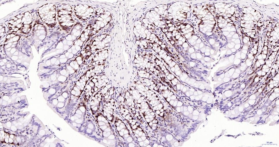 PCNA Nuclear Loading Control Polyclonal Antibody