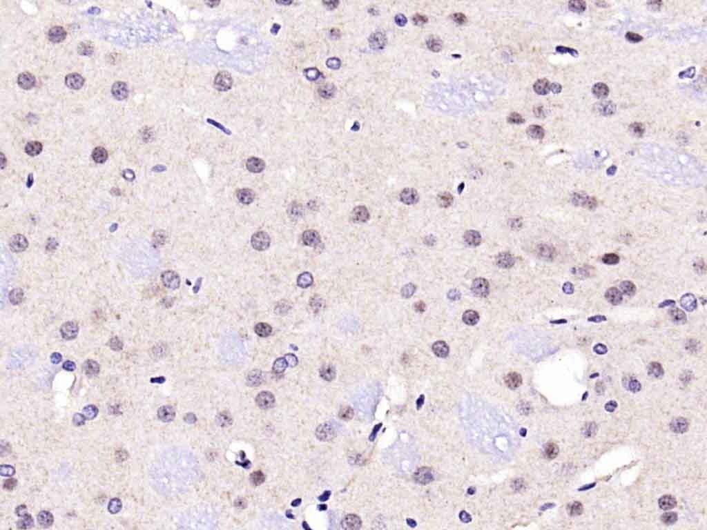 Anti-PARP1 Polyclonal Antibody