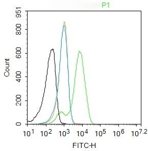 Anti-PAX6 Polyclonal Antibody