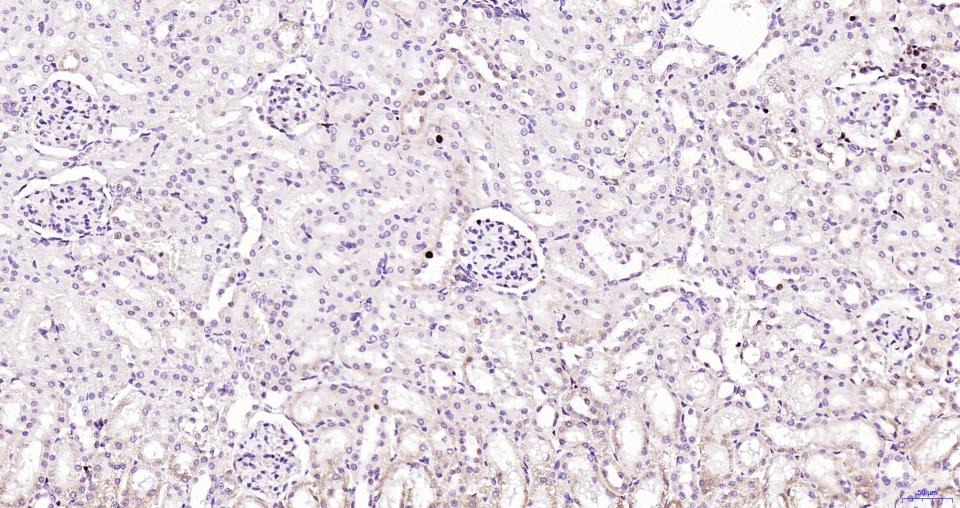 PCNA Nuclear Loading Control Polyclonal Antibody