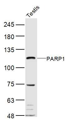 Anti-PARP1 Polyclonal Antibody