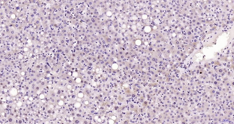 PCNA Nuclear Loading Control Polyclonal Antibody