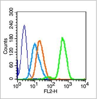 Anti-PARP1 Polyclonal Antibody 2