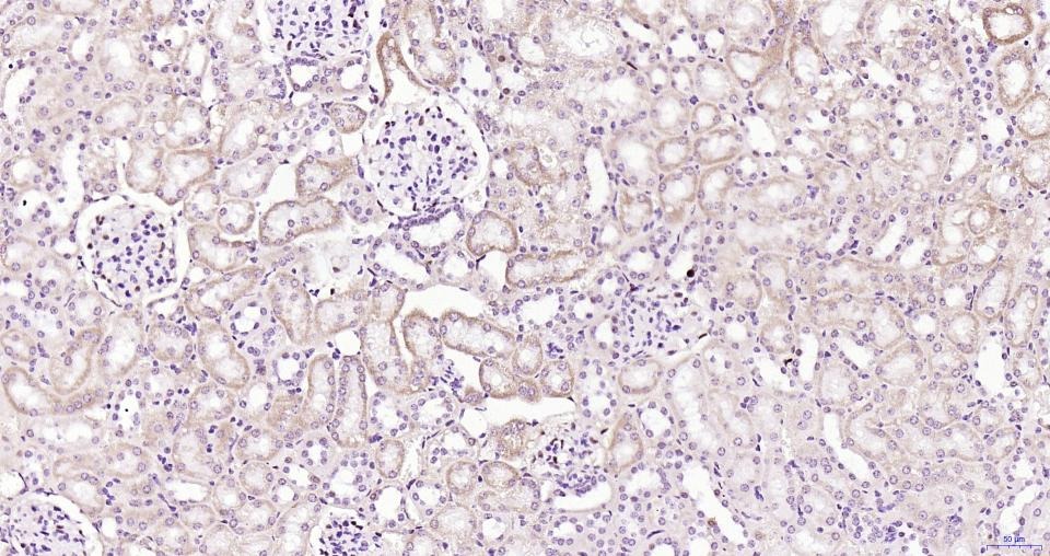 PCNA Nuclear Loading Control Polyclonal Antibody
