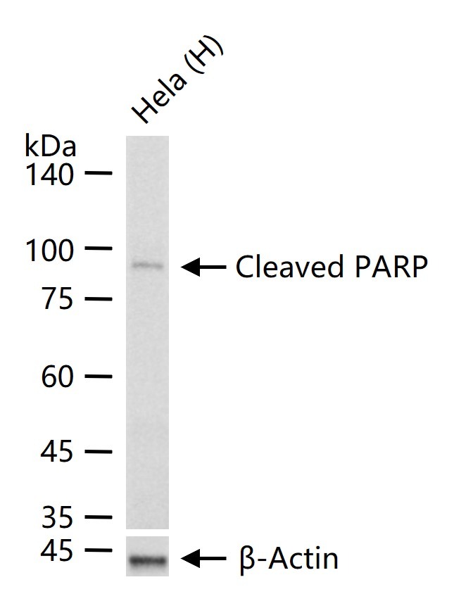 Anti-PARP1 Antibody (5J827)