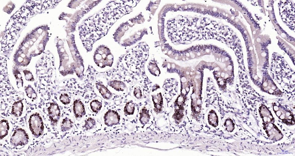 PCNA Nuclear Loading Control Polyclonal Antibody