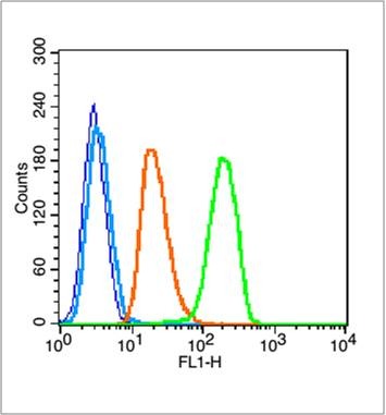 Anti-PCNA Polyclonal Antibody 2