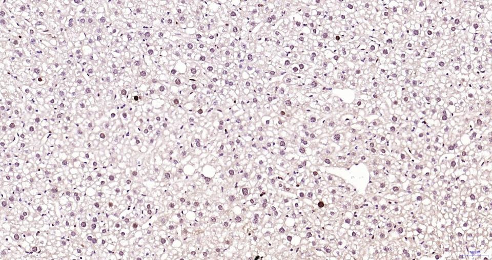 PCNA Nuclear Loading Control Polyclonal Antibody