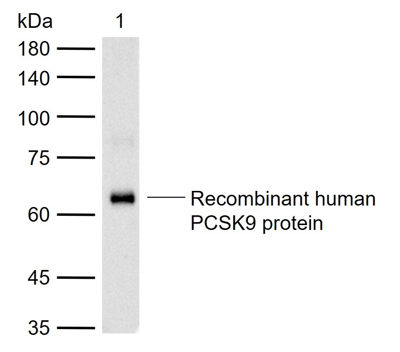 Anti-PCSK9 Polyclonal Antibody