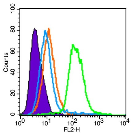 Anti-SCF Polyclonal Antibody