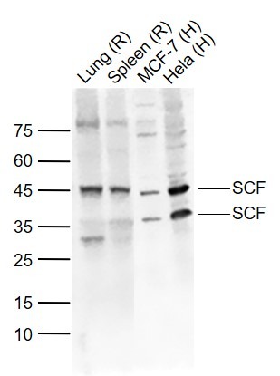 Anti-SCF Polyclonal Antibody