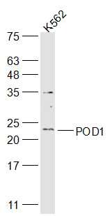 Anti-POD1 Polyclonal Antibody