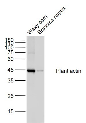 Plant Beta-Actin Loading Control Antibody (4R757)