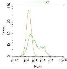 Anti-Plzf Polyclonal Antibody