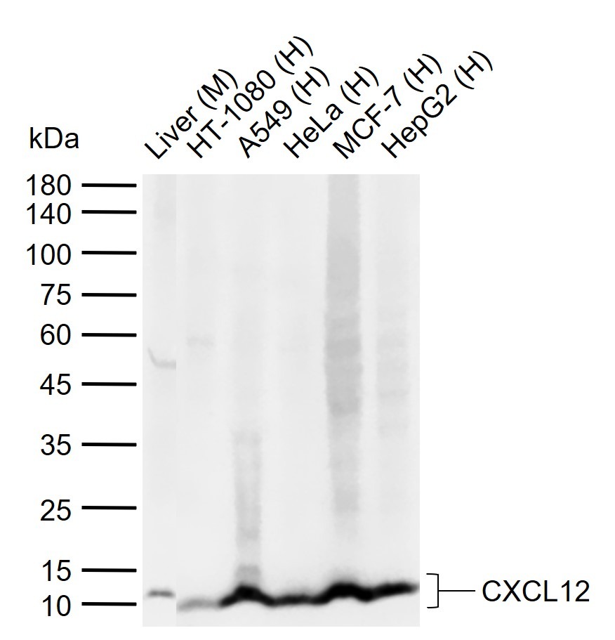 Anti-SDF-1/CXCL12 Polyclonal Antibody