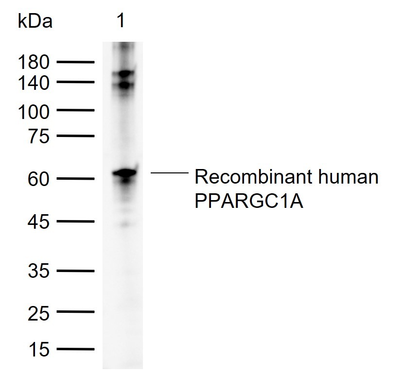 Anti-PPARGC1A Polyclonal Antibody