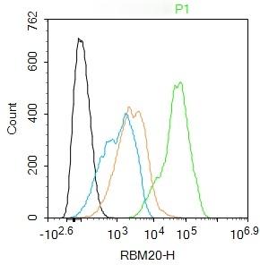 Anti-RBM20 Polyclonal Antibody