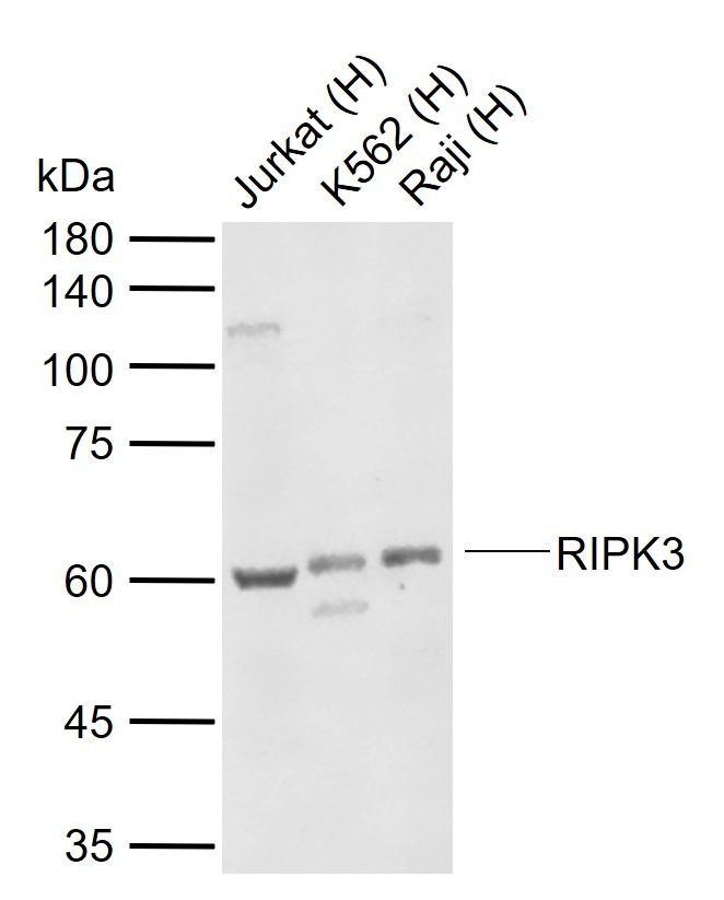 Anti-RIPK3 Polyclonal Antibody