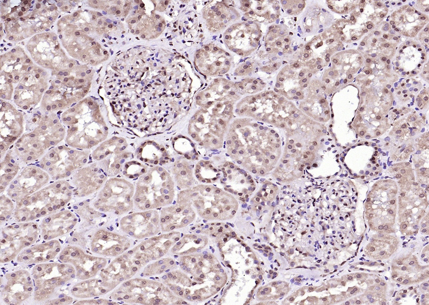 Anti-RGC32/C13orf15 Polyclonal Antibody
