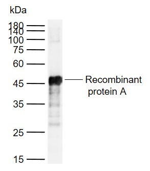 Anti-Protein A Polyclonal Antibody