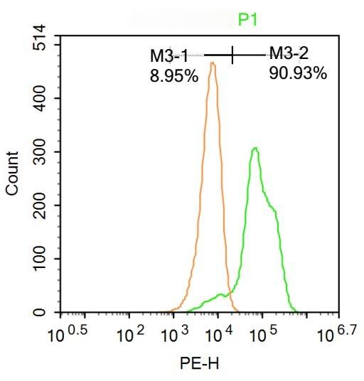 Anti-RGC32/C13orf15 Polyclonal Antibody