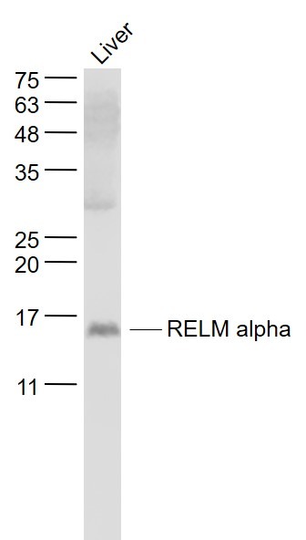 Anti-RELM alpha Polyclonal Antibody