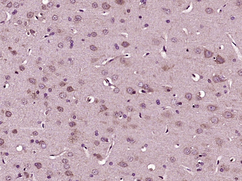 Anti-RhoA Polyclonal Antibody