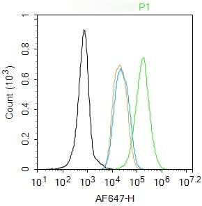 Anti-Progesterone Receptor Polyclonal Antibody