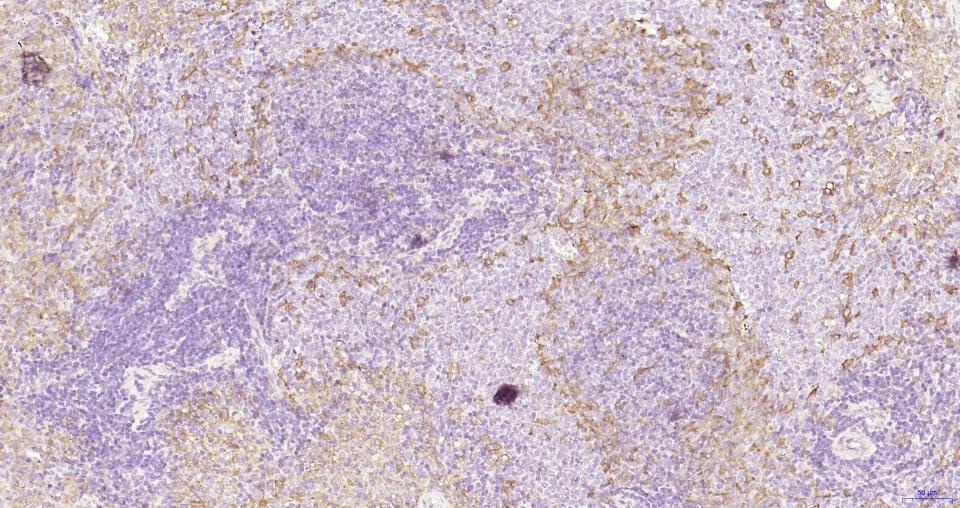 Anti-P-selectin Polyclonal Antibody
