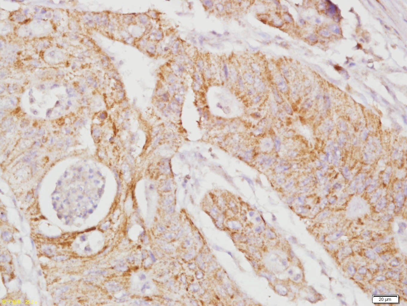 Anti-RhoA Polyclonal Antibody