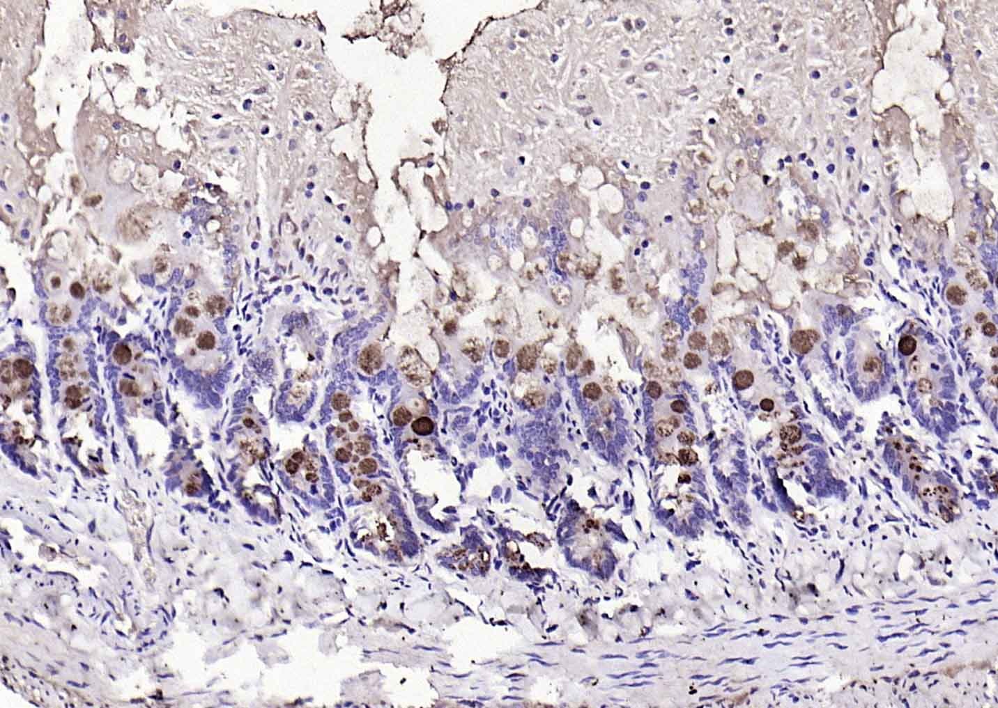 Anti-TFF3 Polyclonal Antibody