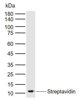 Anti-Streptavidin Polyclonal Antibody