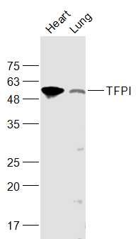 Anti-TFPI Polyclonal Antibody