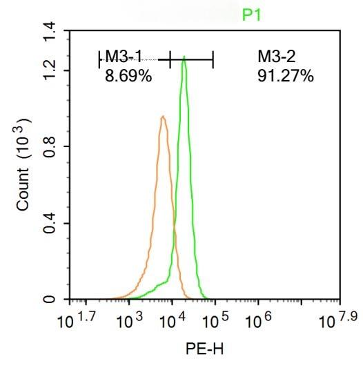 Anti-SV2A Polyclonal Antibody
