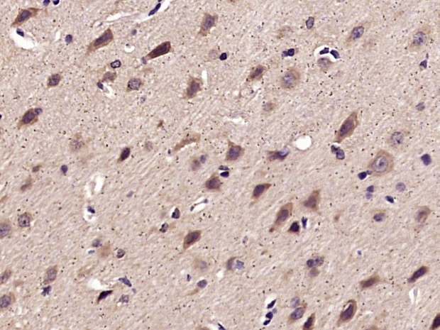 Anti-Sulfiredoxin-1 Polyclonal Antibody