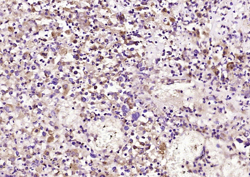 Anti-STAT5 Polyclonal Antibody